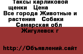 Таксы карликовой щенки › Цена ­ 20 000 - Все города Животные и растения » Собаки   . Самарская обл.,Жигулевск г.